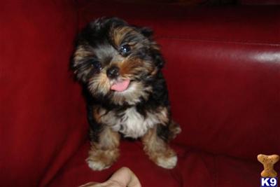 Yorkshire Terrier Puppies in FL